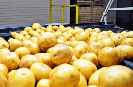 Урожай картофеля в Нижегородской области станет самым большим в ПФО