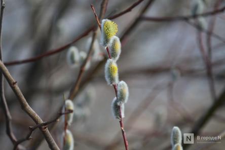 Нижегородских аллергиков предупредили о высоком содержании пыльцы в воздухе