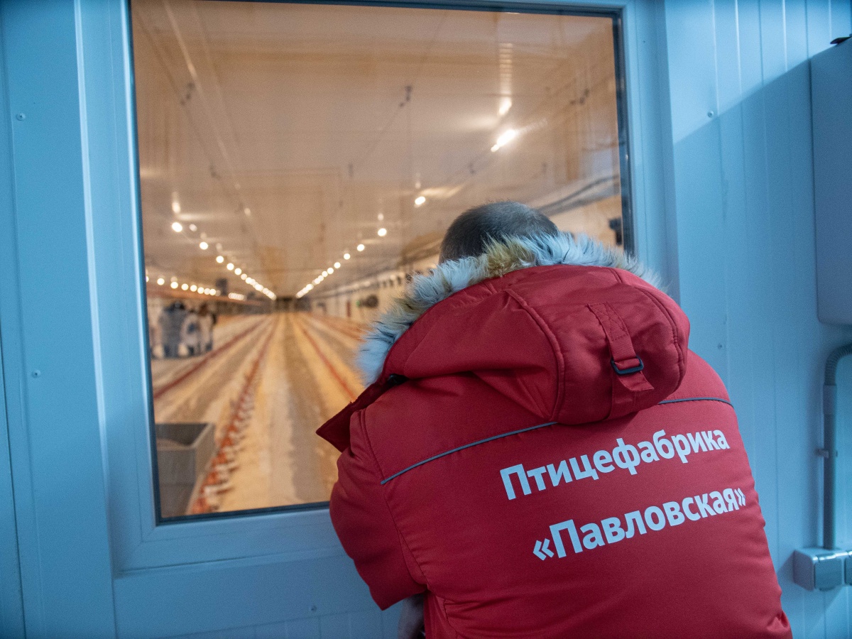 Птицефабрика &laquo;Павловская&raquo; нарастила производство куриного мяса на 20% - фото 1