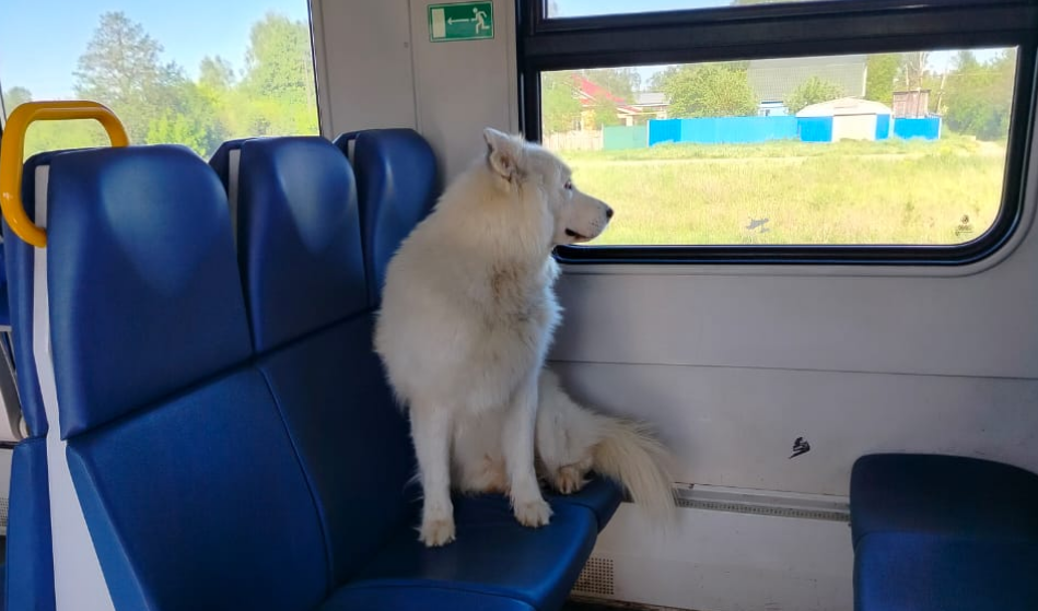 Собаку-путешественника обнаружили в электричке в Нижегородской области - фото 1