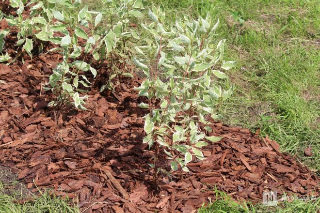 Благоустройство &ndash;  2025: смотрим, как меняются пространства в районах Нижнего Новгорода - фото 103