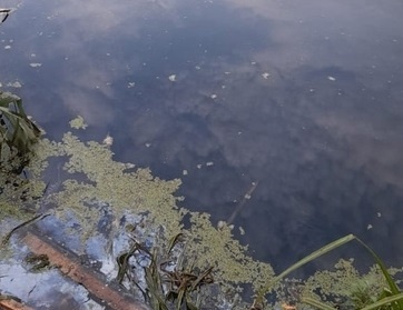 Погибшей рыбы в нижегородском водоеме на улице Волочильной не оказалось   - фото 1