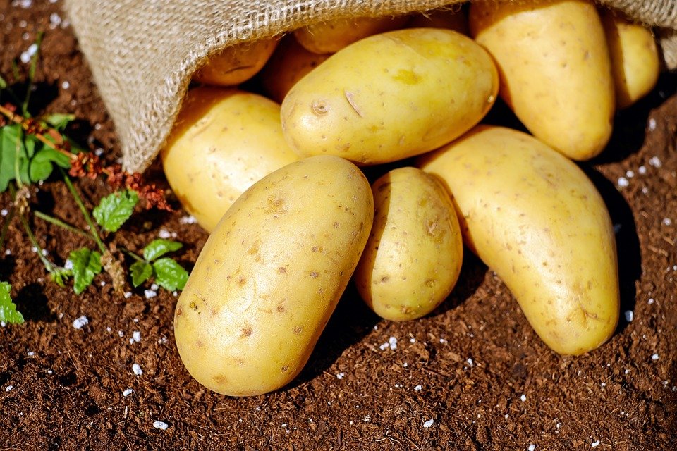 Как выбирать картофель: инструкция для покупателей - фото 3