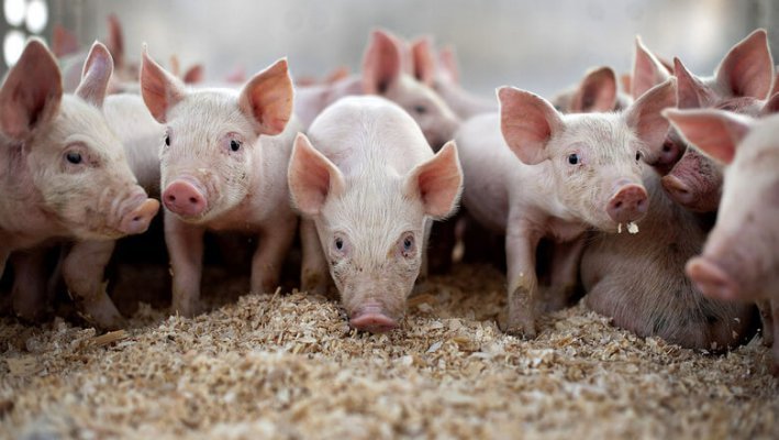 Вадский свинокомплекс примет меры к ликвидации неприятного запаха с предприятия