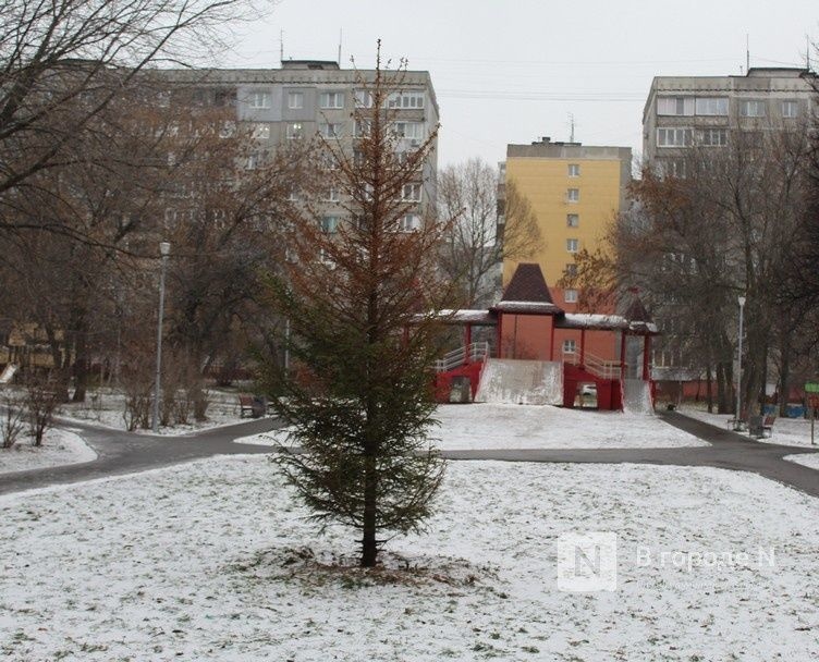 Засохшую ель на улице Усилова заменят в течение декабря - фото 1