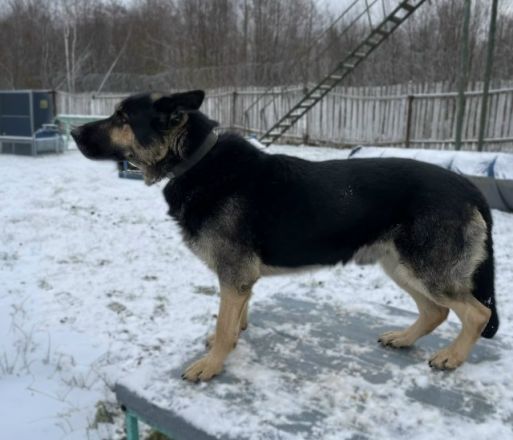 Служебным собакам-пенсионерам ищут новый дом в Нижегородской области - фото 4