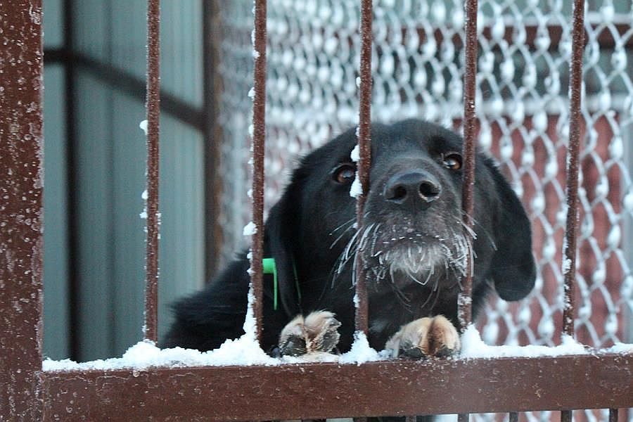 Около 600 собак и кошек из нижегородского приюта обрели новый дом - фото 1