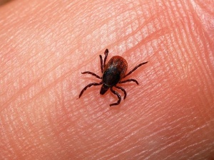 Клещи увеличили число атак на нижегородцев на 37% за прошедшую неделю