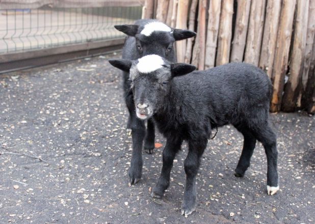 Ягнята, краснорукие тамарины и мара родились в нижегородском зоопарке - фото 3