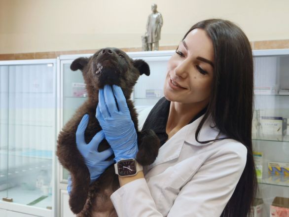 Нижегородцы спасли застрявшего между гаражами щенка - фото 2
