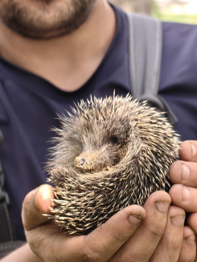 Попавшего в беду ежа спасли сотрудники ННГУ - фото 1