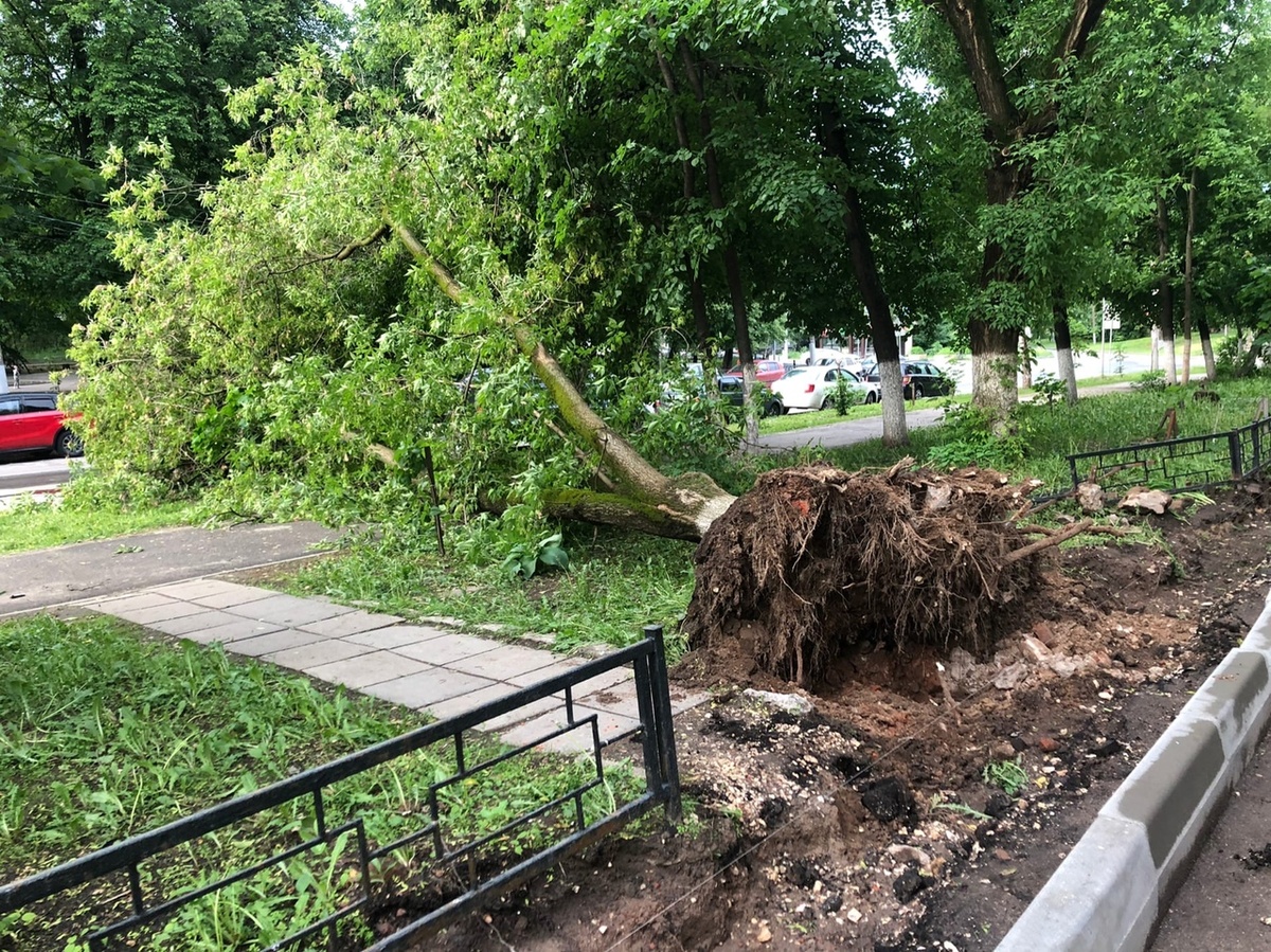 Дерево упало на автомобиль после благоустройства улицы Ковалихинской
