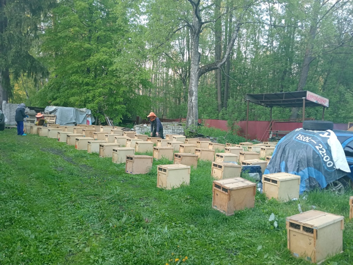 Партия зараженных пчел задержана в Нижегородской области - фото 1
