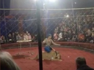 Раненная цирковой львицей девочка впала в кому