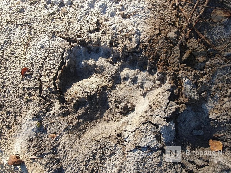 20 медведей и 50 кабанов добыли в Нижегородской области в сентябре - фото 1
