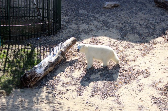 Белая медведица из нижегородского зоопарка проинспектировала новый вольер для будущего друга - фото 8