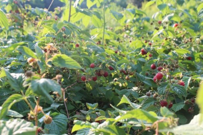 Опубликованы фото оврагов заброшенных участков СНТ в Нижнем Новгороде - фото 8