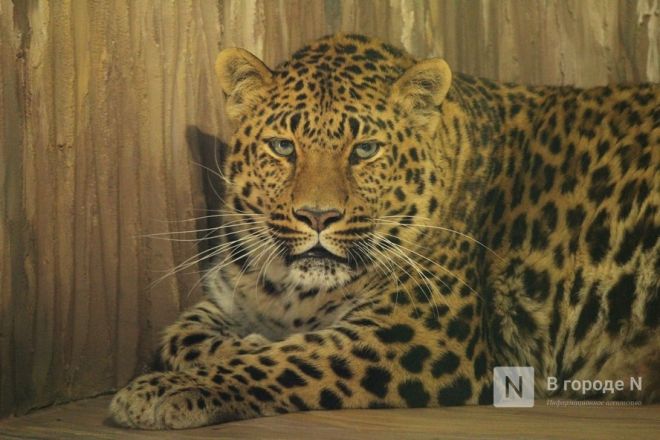 Новоселье больших кошек: уникальные вольеры появились в нижегородском зоопарке - фото 16