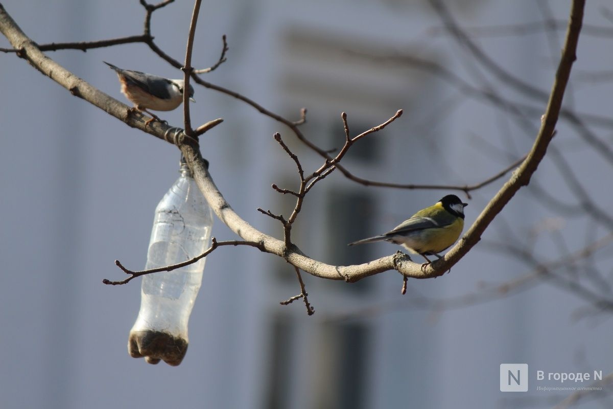 Опубликован прогноз погоды в Нижнем Новгороде на первые выходные апреля - фото 1