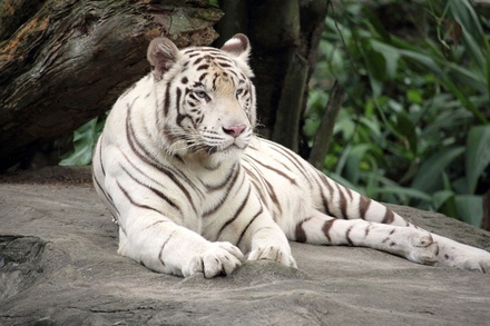 Белый тигр растерзал смотрителя зоопарка