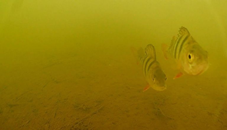 Фридайверы рассказали о самых необычных находках на дне нижегородских водоемов - фото 5