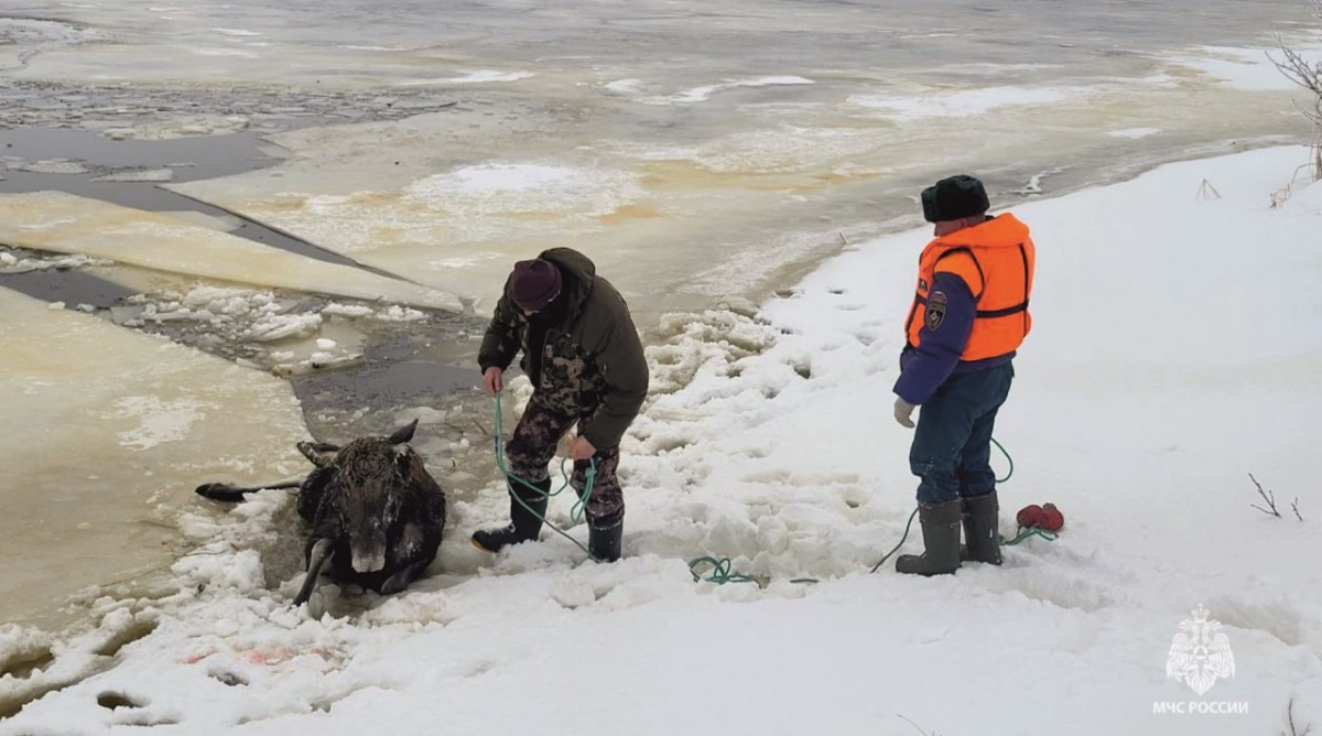 Двое лосей провалились под лед на Горьковском водохранилище - фото 1