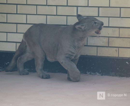 Новоселье больших кошек: уникальные вольеры появились в нижегородском зоопарке - фото 33