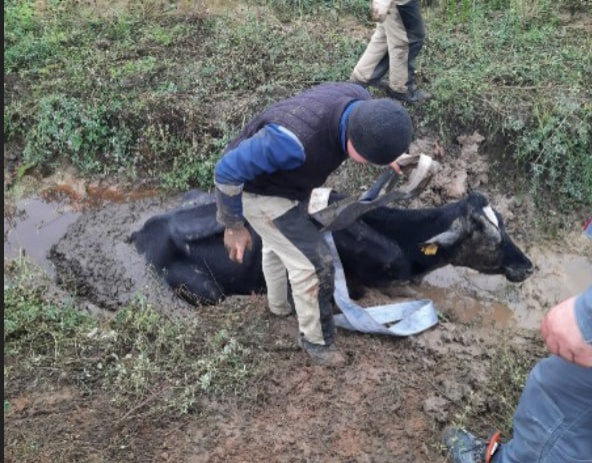 Жители Выксы спасли застрявшую в яме с грязью корову - фото 1