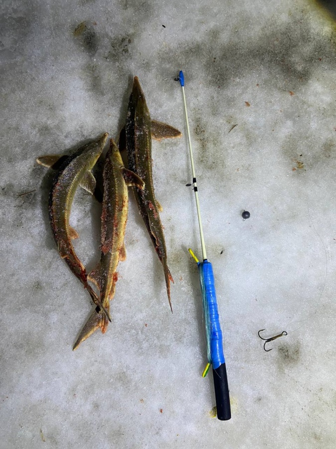 Рыбакам грозит срок и штраф за вылов стерляди в Нижегородской области - фото 1