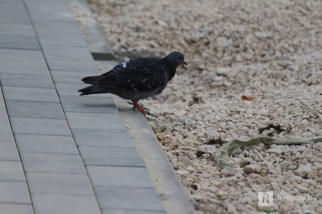 Больше половины территорий в Сормове не успели благоустроить в срок - фото 20