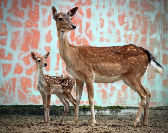 Две лани родились в нижегородском зоопарке &laquo;Лимпопо&raquo; - фото 3