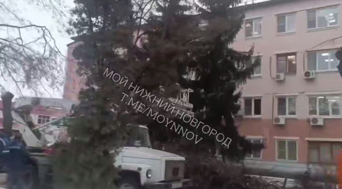 Нижегородцы пожаловались на вырубку многолетних елей на Автозаводе - фото 1