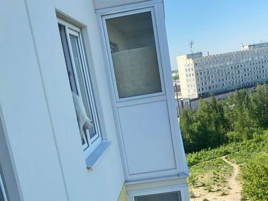 Кошку, повисшую в окне десятиэтажки, спасли в Нижнем Новгороде