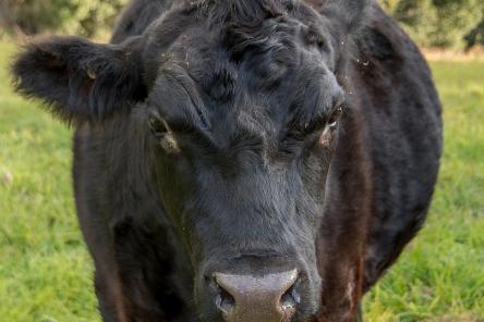 Правда ли, что гематоген делают из бычьей крови?