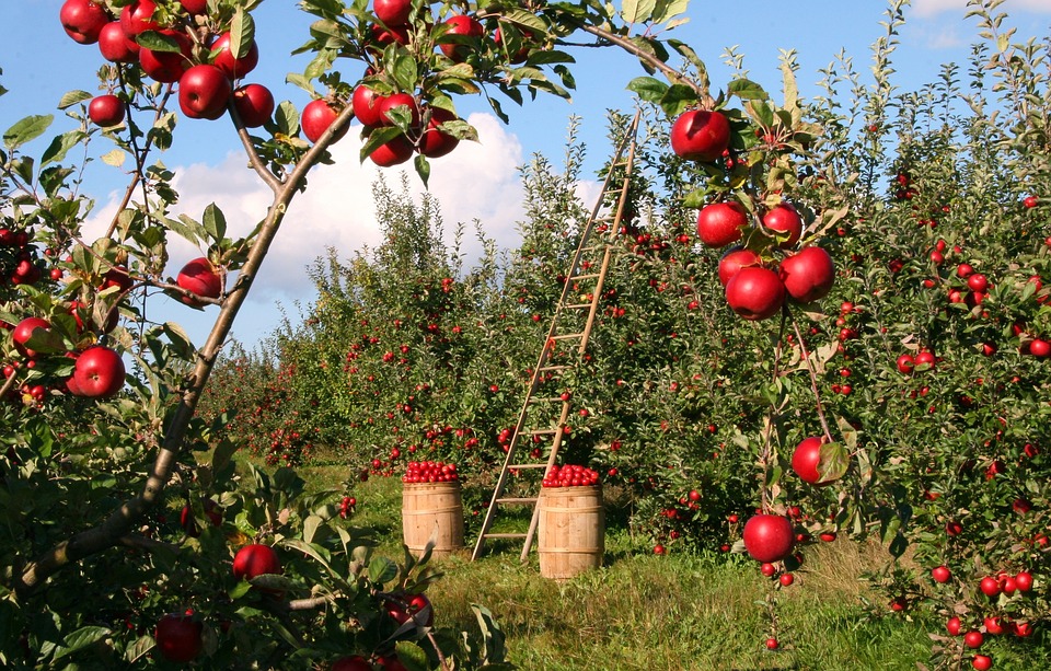 В Роскачестве рассказали, как выбрать самые вкусные яблоки - фото 4