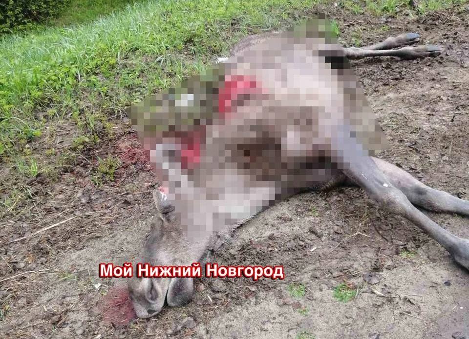 Лось погиб после встречи с иномаркой в Семеновском округе - фото 1