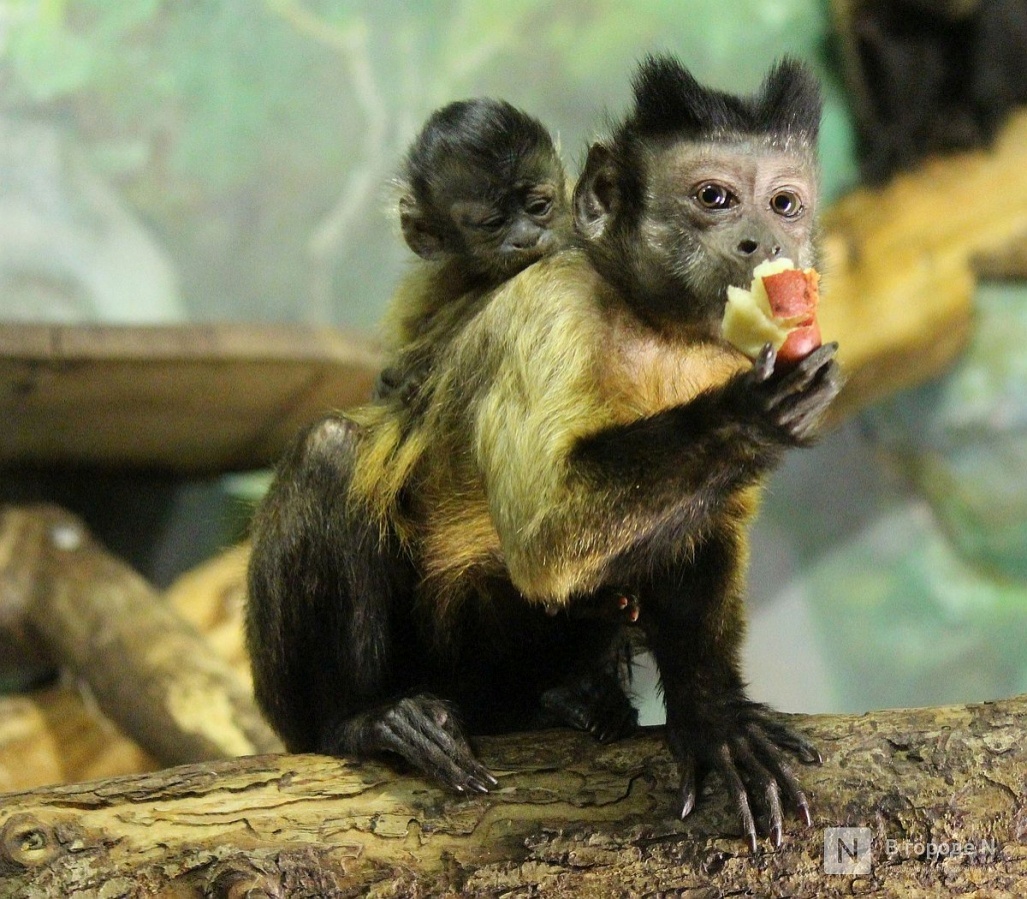 Зоопарк &laquo;Лимпопо&raquo; в Нижнем Новгороде снова меняет график работы - фото 1