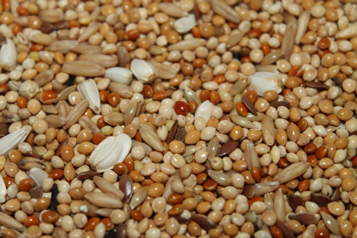 Зерно семена. Маленькое зернышко. Зерновые и зернобобовые. Мелкое зерно.