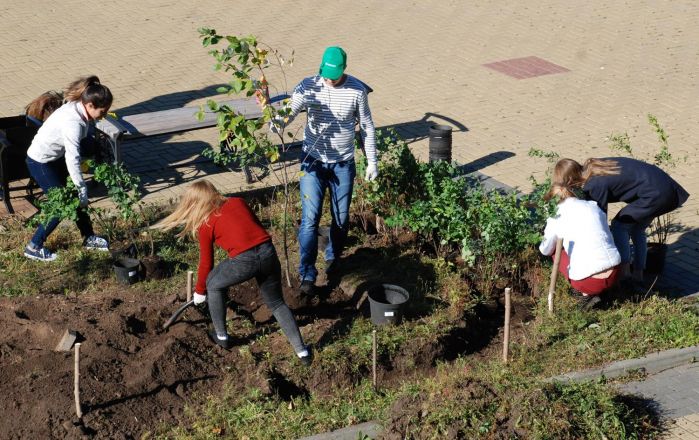 150 деревьев и кустарников украсили набережную Федоровского (ФОТО) - фото 29
