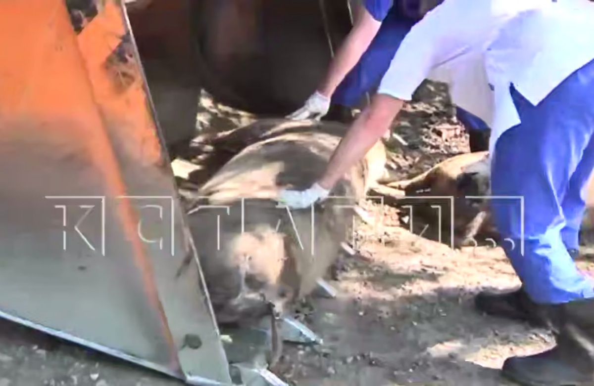 Зараженные свиньи сбежали из живодерни в Нижнем Новгороде - фото 1