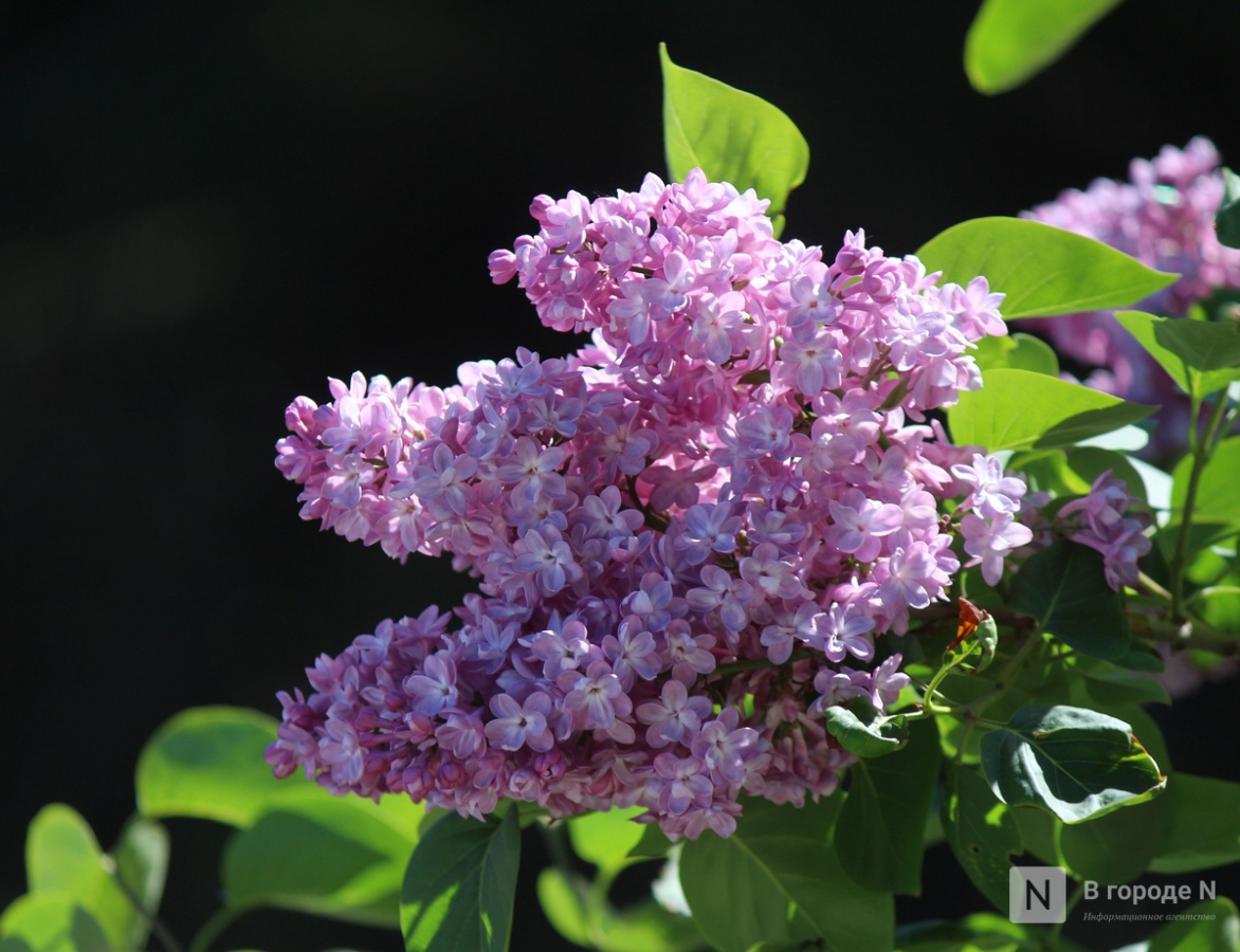 Стал известен предварительный прогноз погоды на май в Нижегородской области - фото 1