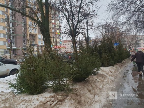 В двух районах Нижнего Новгорода незаконно продавали елки - фото 4