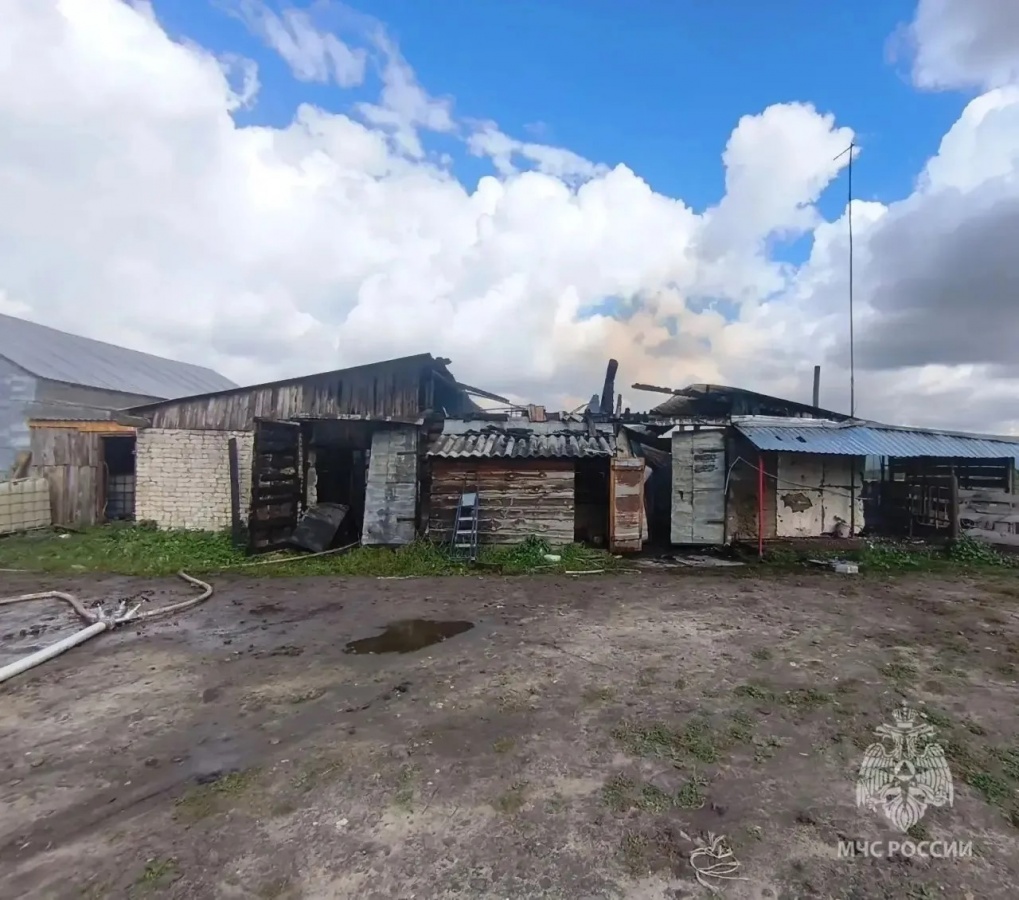 Опубликованы фото с места пожара на ферме в Большеболдинском округе - фото 1