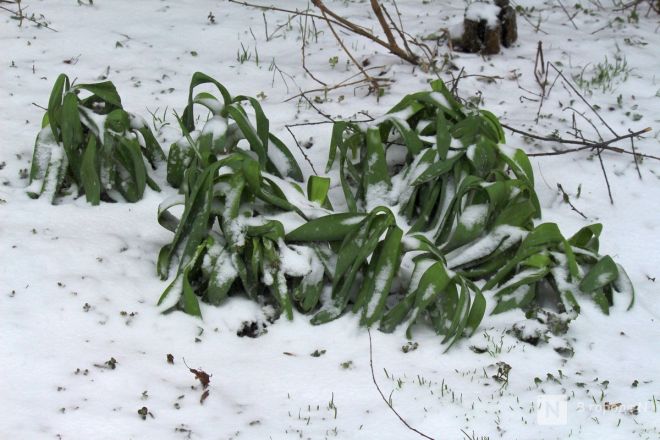 Апрельский апокалипсис в Нижнем Новгороде: фоторепортаж с улиц, заваленных снегом - фото 8