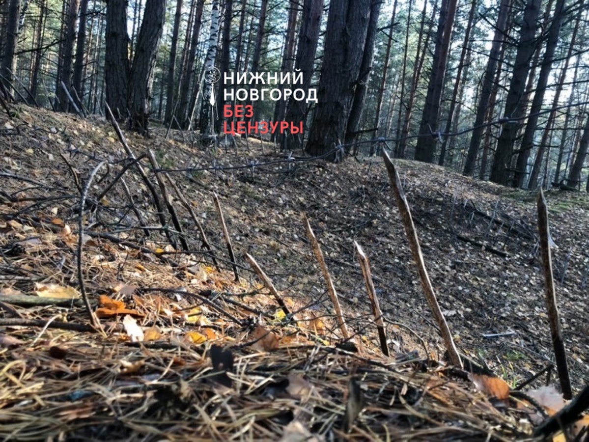 Ловушку с кольями обнаружили в лесу в Нижегородской области - фото 1