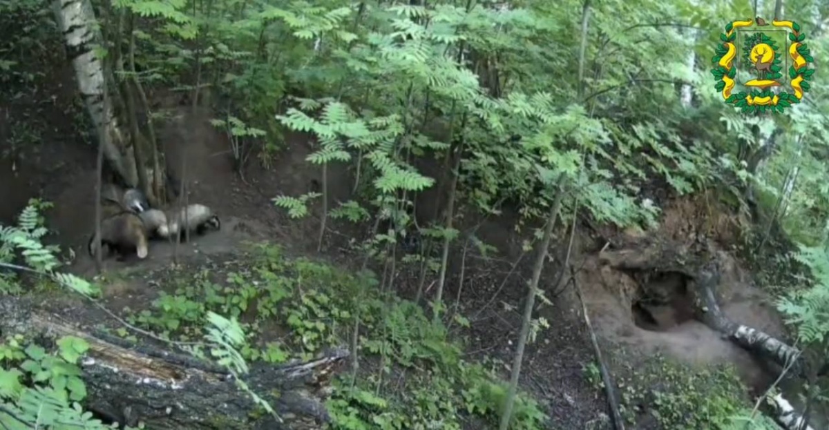Барсучиха с детенышами попала в фотоловушку в Павловском округе - фото 1