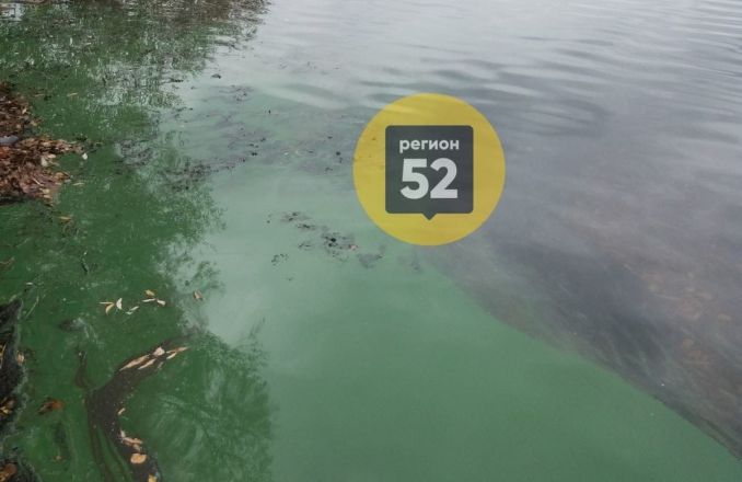 Кислотно-зеленое озер обнаружили под Дзержинском - фото 4