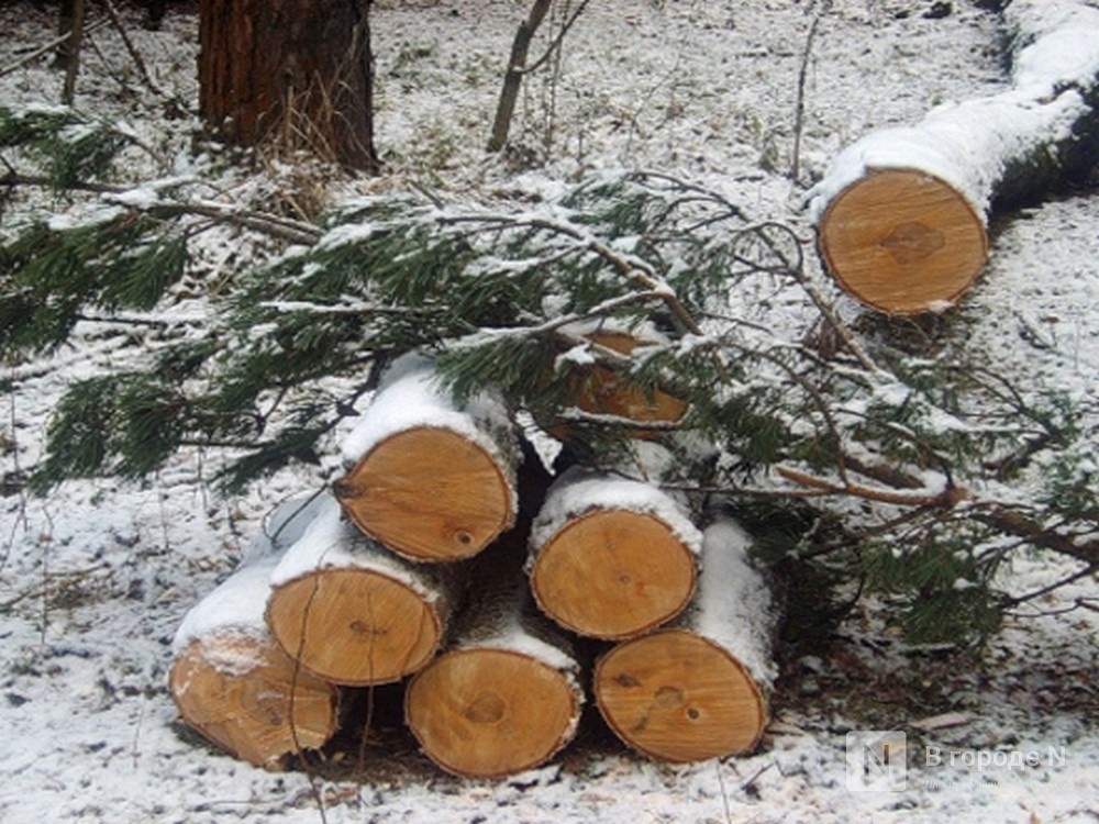 Около 2,5 млн рублей штрафа заплатил саровский бизнесмен за вырубку деревьев