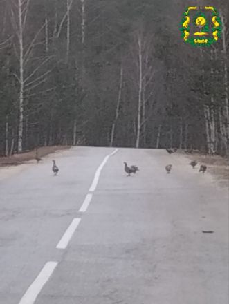 Стаю самок глухарей заметили на дороге в Нижегородской области - фото 1