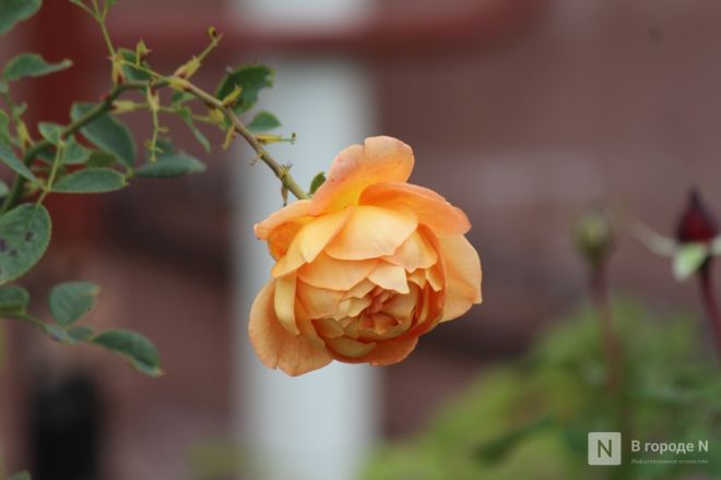Купеческие дома и наследие 90-х: чем удивляет Гордеевка в Нижнем Новгороде — фоторепортаж - фото 43